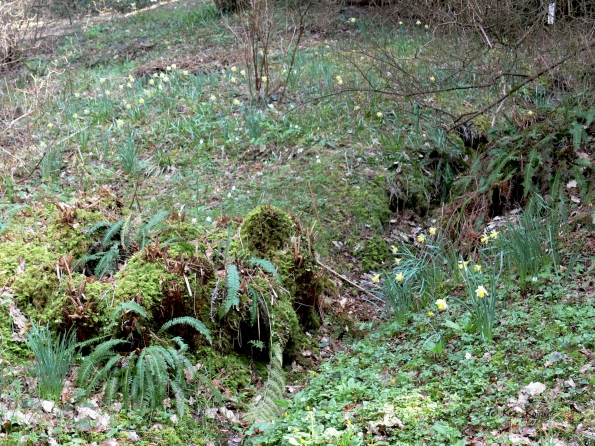 Bois des Moutiers (123) mars 2012